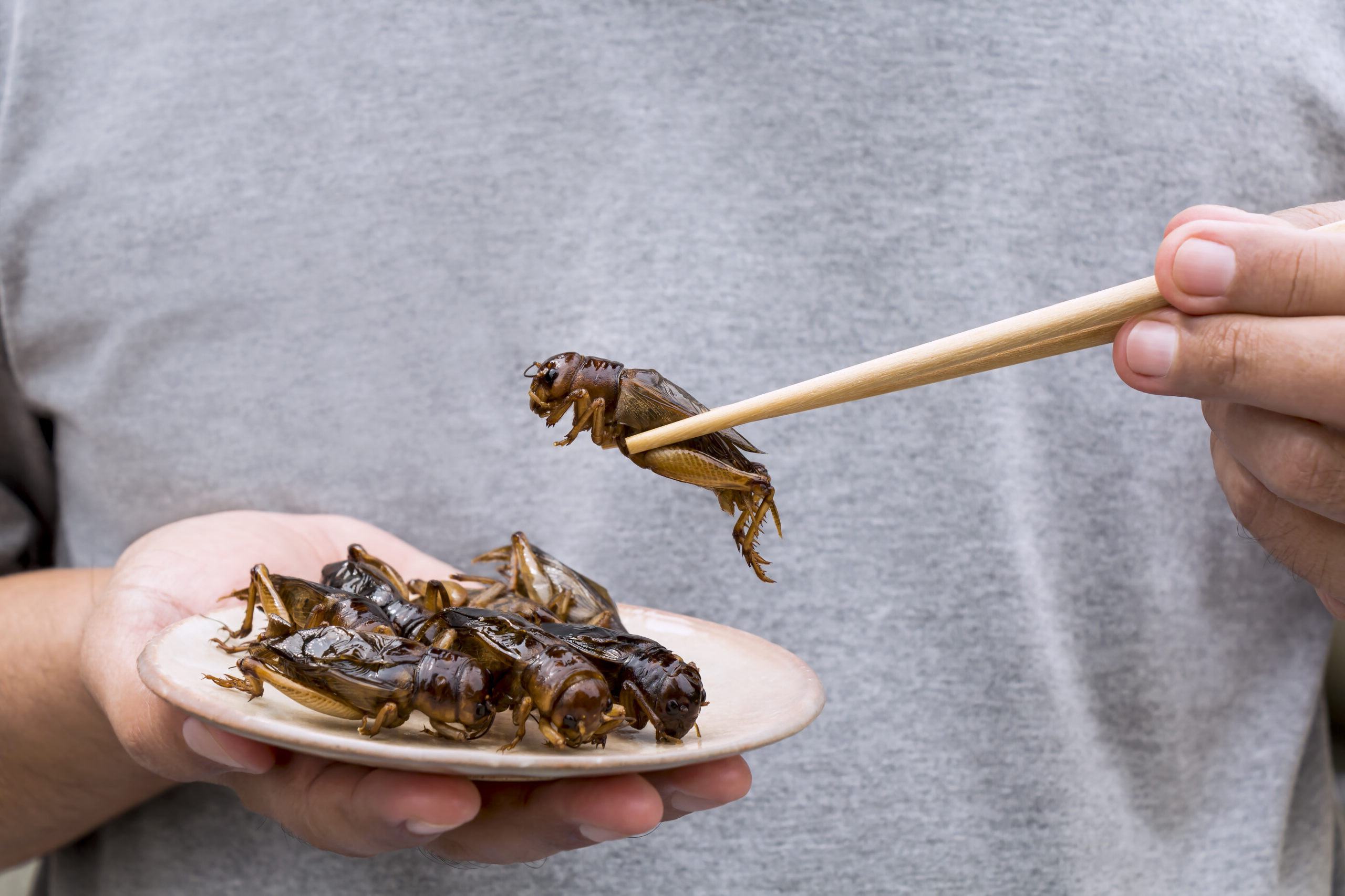 deep-fried cricket snacks.jpg