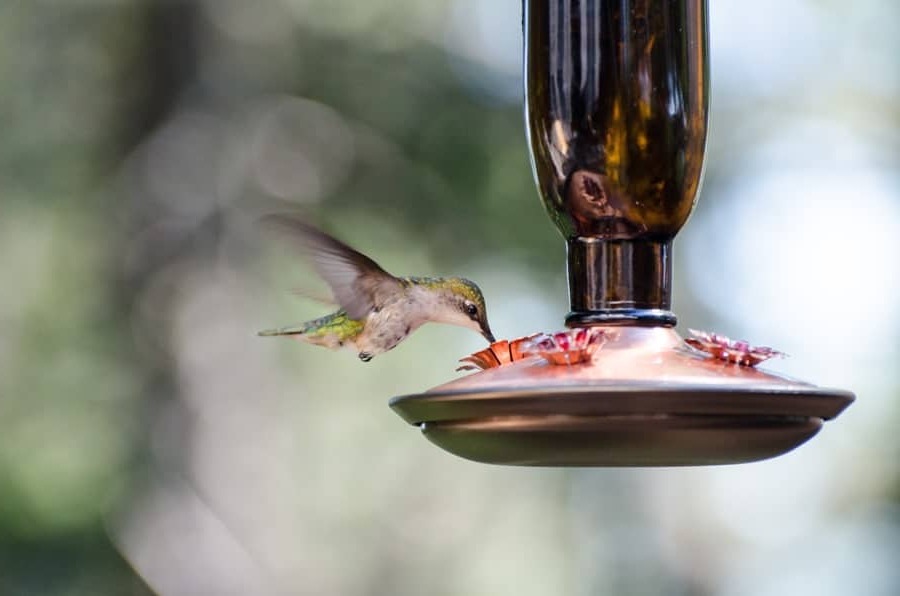 Hummingbird Food Recipe.jpg