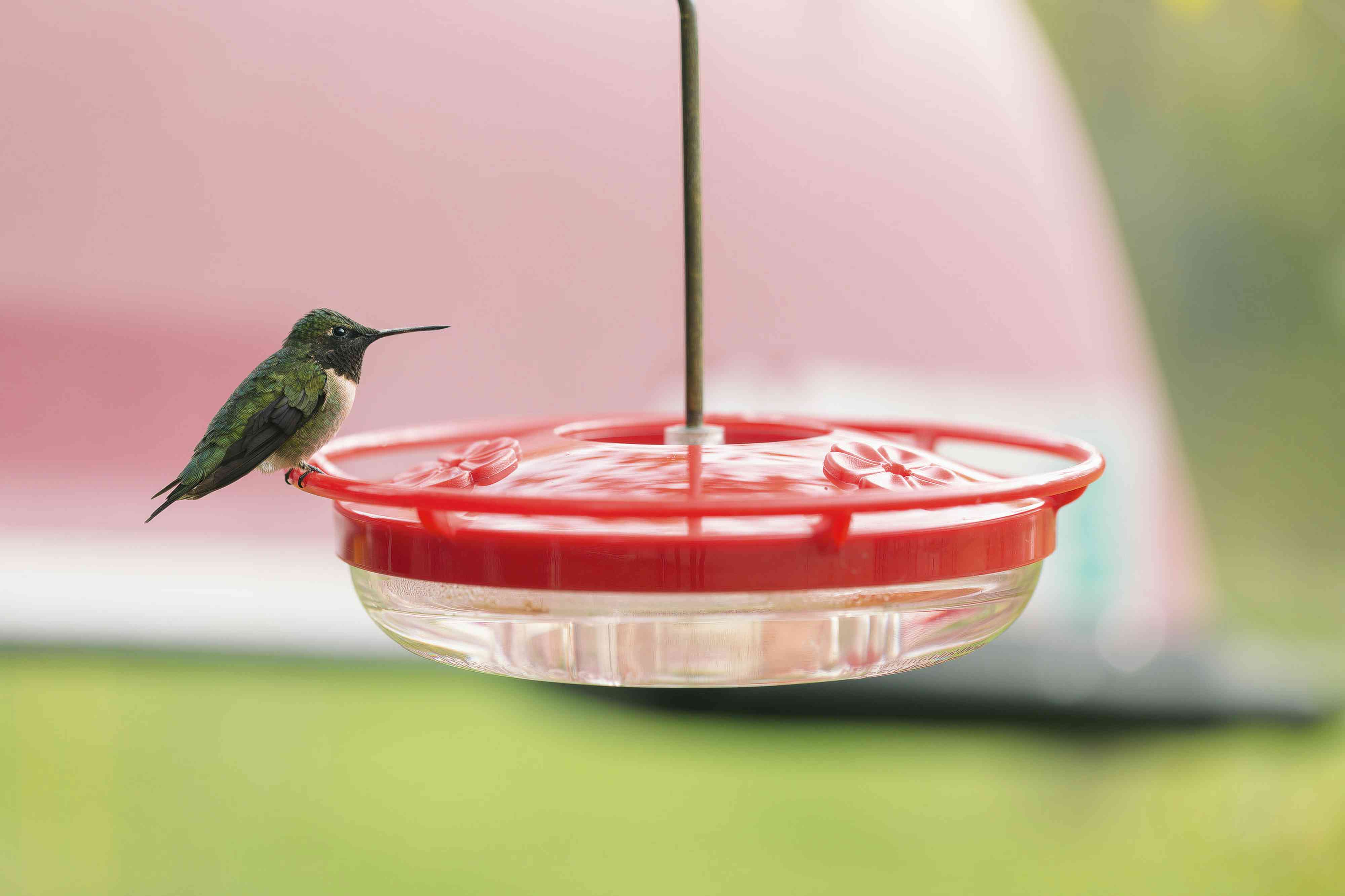 Hummingbird Nectar Recipe.jpg