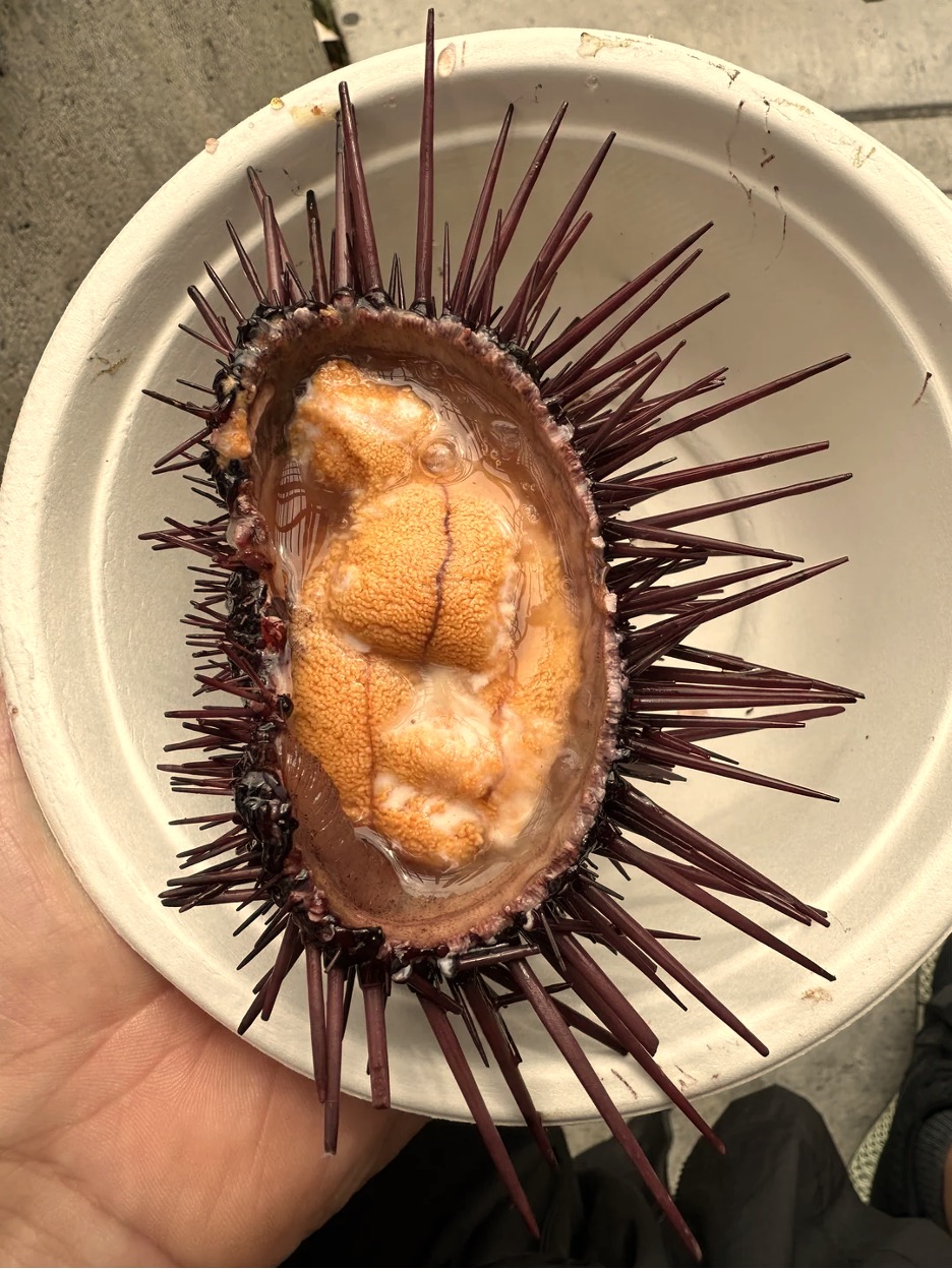 urchin.jpg